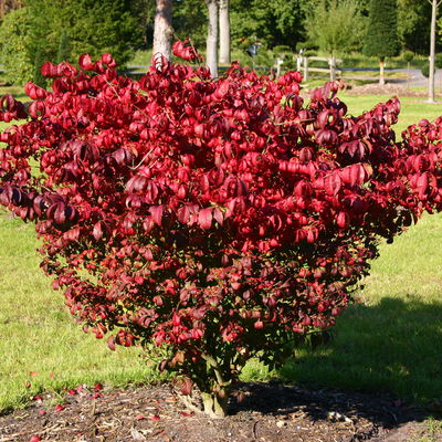 Kompaktes Pfaffenhütchen 'Compactus', 4er-Set, Topf 4 Liter Kompaktes Pfaffenhütchen 'Compactus', 4er-Set, Topf 4 Liter