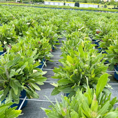 Kokardenblume 'Kobold' gelb-rot, Topf-Ø ca. 19 cm