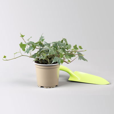 Pflanzenkreation Herbstspaziergang pink-silber, 8 Pflanzen inkl. Erde Pflanzenkreation Herbstspaziergang pink-silber, 8 Pflanzen inkl. Erde