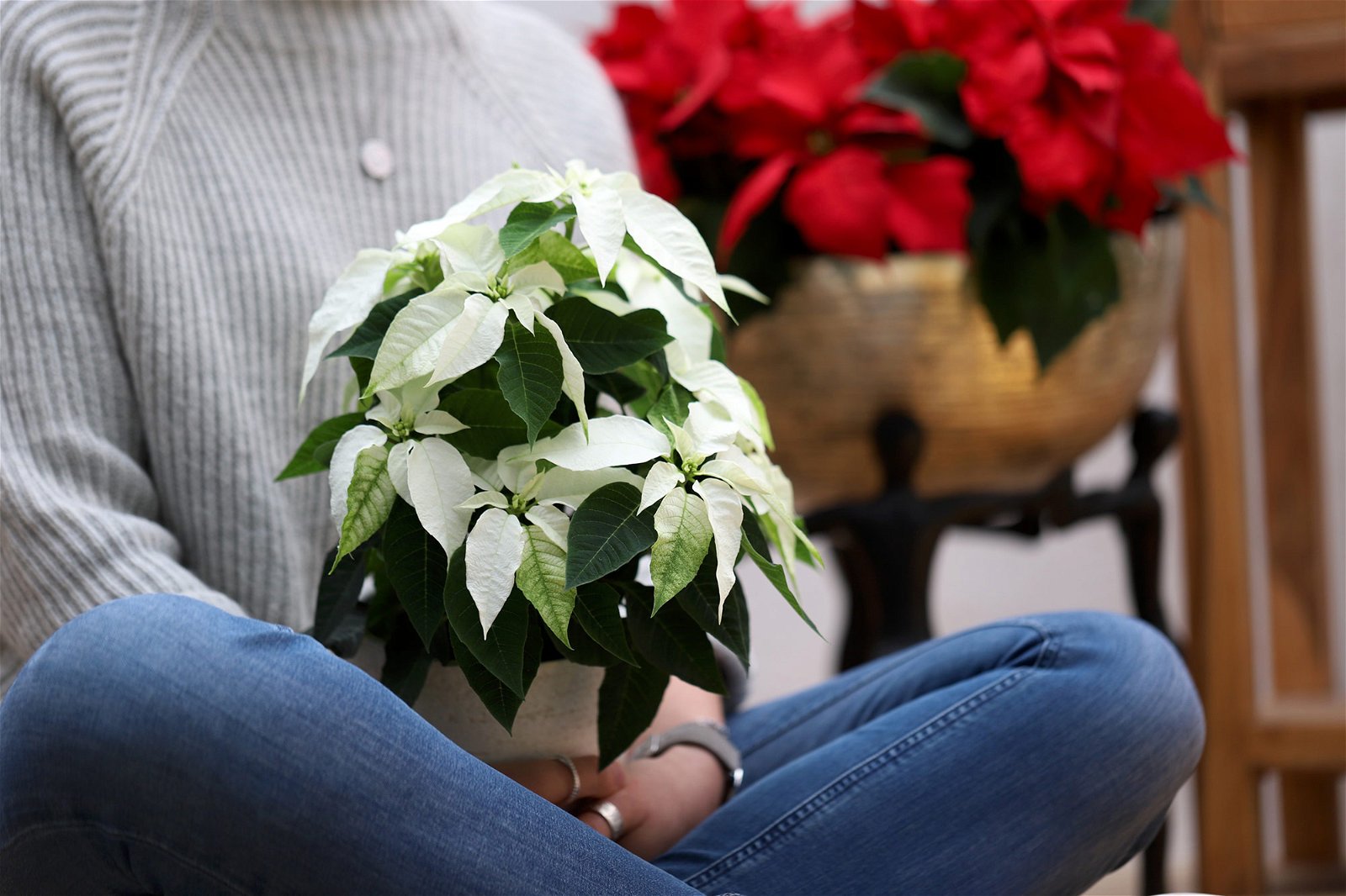 Weihnachtsgeschenke für Pflanzenfreunde