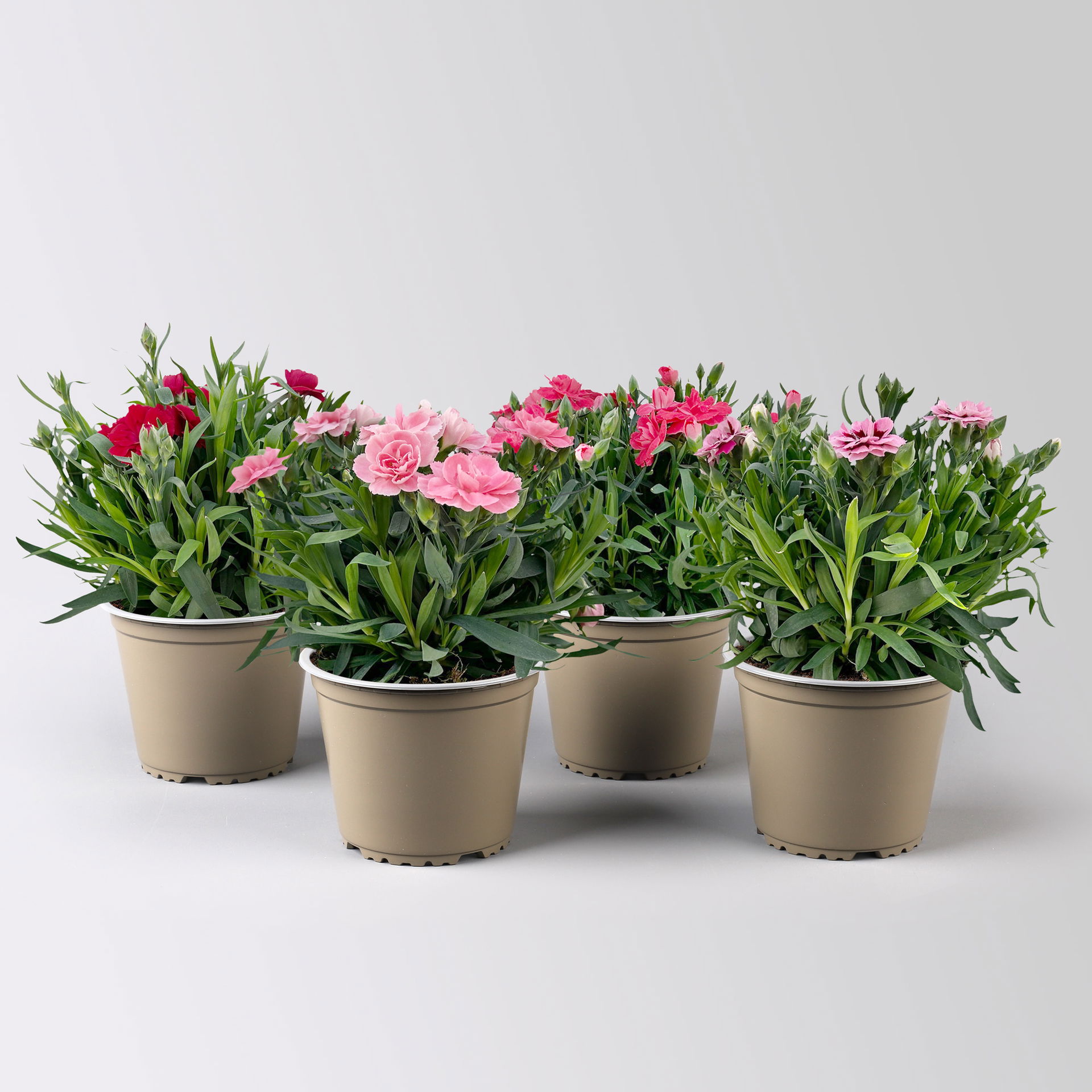 Nelke 'Oscar®', Farbe zufällig, TopfØ 14 cm, 4 Pflanzen kaufen