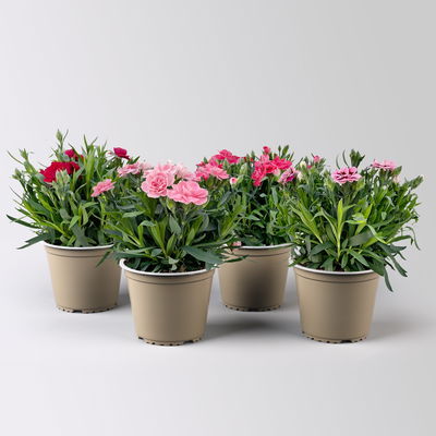 Nelke 'Oscar®', Farbe zufällig, Topf-Ø 14 cm, 4 Pflanzen