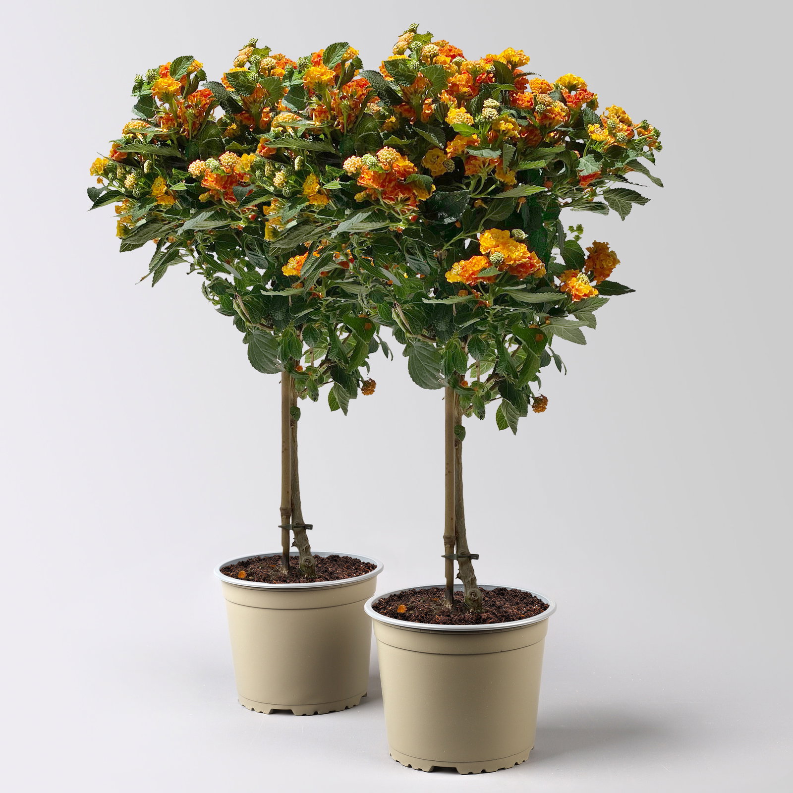 Wandelröschen, orange, Stamm, Topf-Ø 17 cm, Höhe ca. 60 cm, 2 Pflanzen