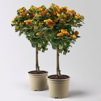 Wandelröschen, orange, Stamm, Topf-Ø 17 cm, Höhe ca. 60 cm, 2 Pflanzen