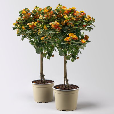 Wandelröschen, orange, Stamm, Topf-Ø 17 cm, Höhe ca. 60 cm, 2 Pflanzen