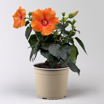 Hibiskus, orange, Busch, Topf-Ø 17 cm, 2 Pflanzen Hibiskus, orange, Busch, Topf-Ø 17 cm, 2 Pflanzen