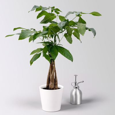 Glückskastanie, inkl. Keramiktopf Dallas weiß, Topf-Ø 12 cm Glückskastanie, inkl. Keramiktopf Dallas weiß, Topf-Ø 12 cm