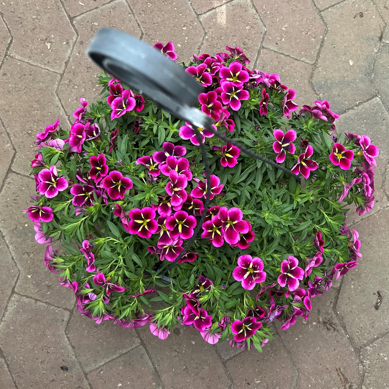Zauberglöckchen 'Good Night Kiss', pink gesternt, Ampeltopf-Ø 27 cm