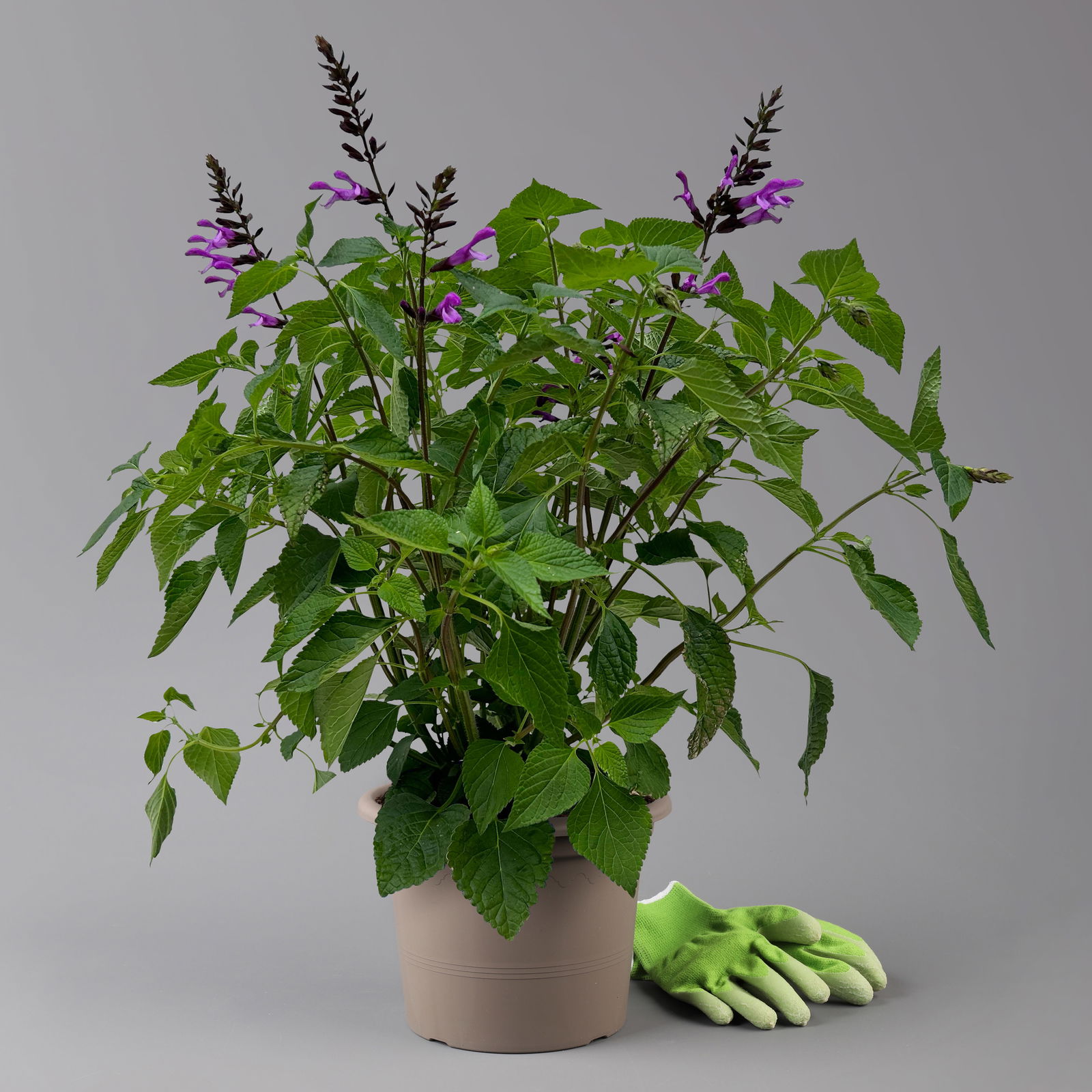 Pfirsichsalbei lila, Topf-Ø 21 cm, Höhe ca. 40 cm