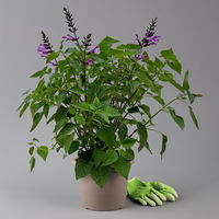 Pfirsichsalbei lila, Topf-Ø 21 cm, Höhe ca. 40 cm