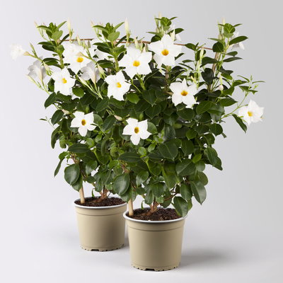 Dipladenie, weiß, Spalier, Topf-Ø 17 cm, Höhe ca. 50 cm, 2 Pflanzen Dipladenie, weiß, Spalier, Topf-Ø 17 cm, Höhe ca. 50 cm, 2 Pflanzen