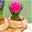 Hyazinthe rosa, vorgetrieben, Topf-Ø 9 cm, 9er-Set