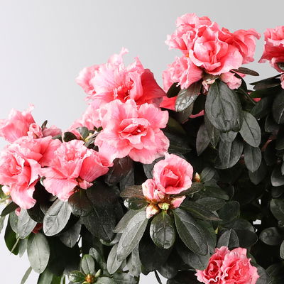 Azalee, Stämmchen, Farbe zufällig, gefüllt, Topf-Ø 19 cm, Höhe ca. 65 cm Azalee, Stämmchen, Farbe zufällig, gefüllt, Topf-Ø 19 cm, Höhe ca. 65 cm