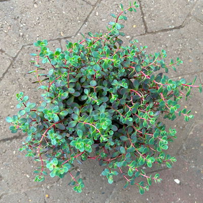 Felsen-Fettblatt 'Lidakense' purpurrot, Topf-Ø 12 cm, 6er-Set Felsen-Fettblatt 'Lidakense' purpurrot, Topf-Ø 12 cm, 6er-Set