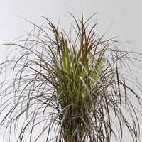 Lampenputzergras 'Rubrum' rot, Topf-Ø 21 cm