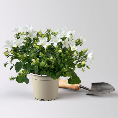 Glockenblume 'Spring Bell®', weiß, Topf-Ø 12 cm, 3 Pflanzen