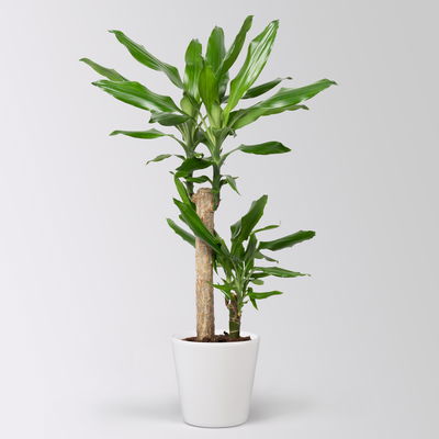 Duftender Drachenbaum 'Steudneri' in Keramiktopf Dallas weiß, Topf-Ø 17 cm Duftender Drachenbaum 'Steudneri' in Keramiktopf Dallas weiß, Topf-Ø 17 cm