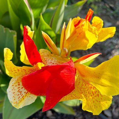 Canna 'Cleopatra', gelb-rot, Topf-Ø 17 cm, 2 Pflanzen Canna 'Cleopatra', gelb-rot, Topf-Ø 17 cm, 2 Pflanzen