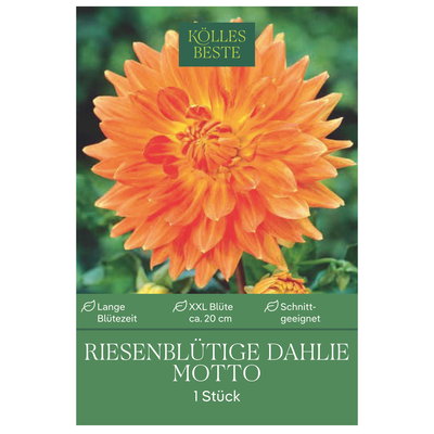 Kölles Beste Riesenblütige-Dahlie 
