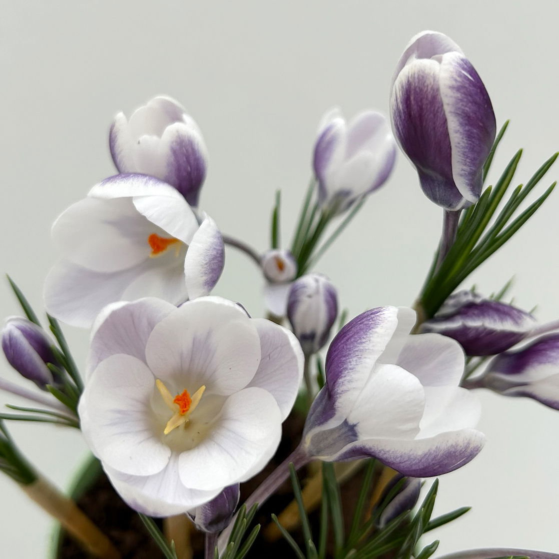 Zwiebelpflanzen-Set Frühlingsleuchten, blau-weiß-rot, 9 Pflanzen