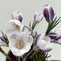 Zwiebelpflanzen-Set Frühlingsleuchten, blau-weiß-rot, 9 Pflanzen