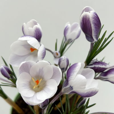 Zwiebelpflanzen-Set Frühlingsleuchten, blau-weiß-rot, 9 Pflanzen