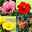 Hibiskus, Blütenfarbe nach Verfügbarkeit, Stamm, Topf-Ø 19 cm, Höhe ca. 75 cm