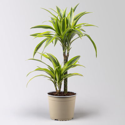 Duftender Drachenbaum 'Lemon Lime', Topf-Ø 17 cm, 2er Tuff, Höhe ca. 65 cm Duftender Drachenbaum 'Lemon Lime', Topf-Ø 17 cm, 2er Tuff, Höhe ca. 65 cm