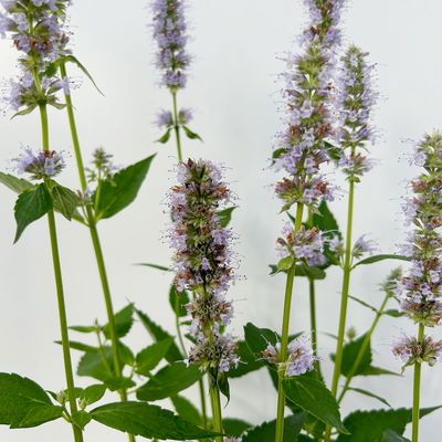 Bio Duftnessel 'Blue Fortune', violett, Topf 11x11 cm, 3 Pflanzen Bio Duftnessel 'Blue Fortune', violett, Topf 11x11 cm, 3 Pflanzen