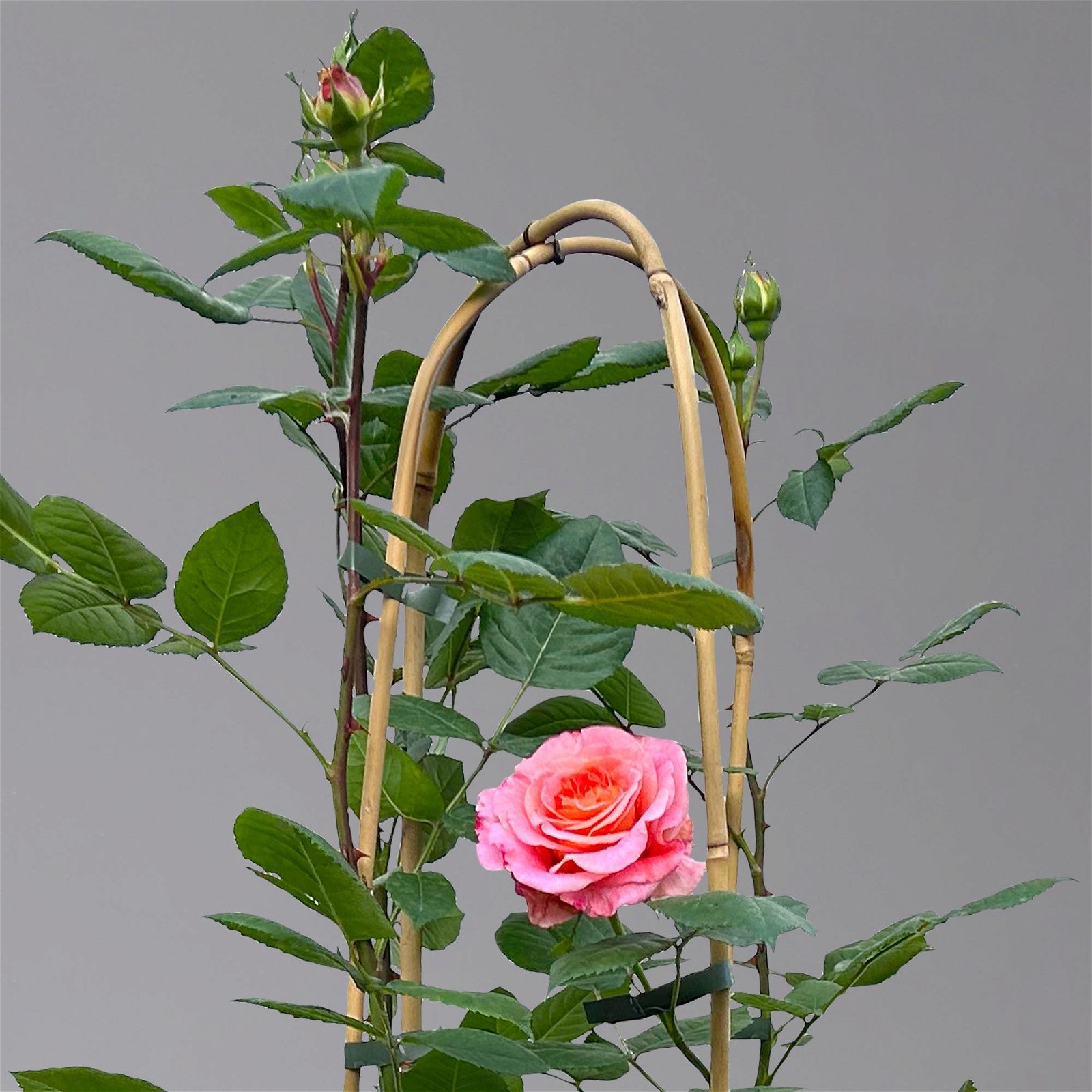 Duftende Edelrose 'Augusta Luise®', rose-aprikot, Doppelbogen, Topf 10 Liter