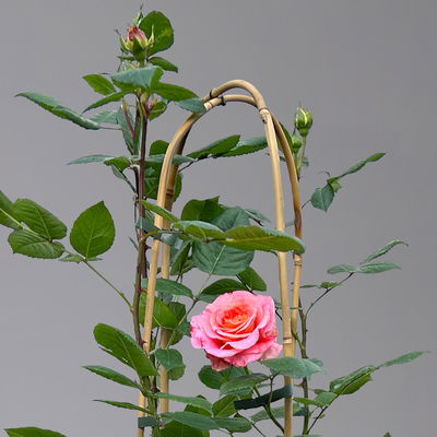 Duftende Edelrose 'Augusta Luise®', rose-aprikot, Doppelbogen, Topf 10 Liter Duftende Edelrose 'Augusta Luise®', rose-aprikot, Doppelbogen, Topf 10 Liter