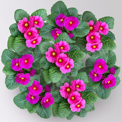 Primel 'Frühlingssonne', violett, Topf-Ø 11 cm, 8 Pflanzen