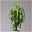 Duftender Drachenbaum 'Hawaiian Sunshine', Topf-Ø 24 cm, H: ca. 90 cm