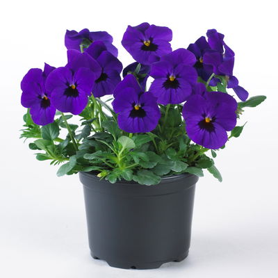 Hornveilchen XL, blau, Topf-Ø 13 cm, 6 Pflanzen