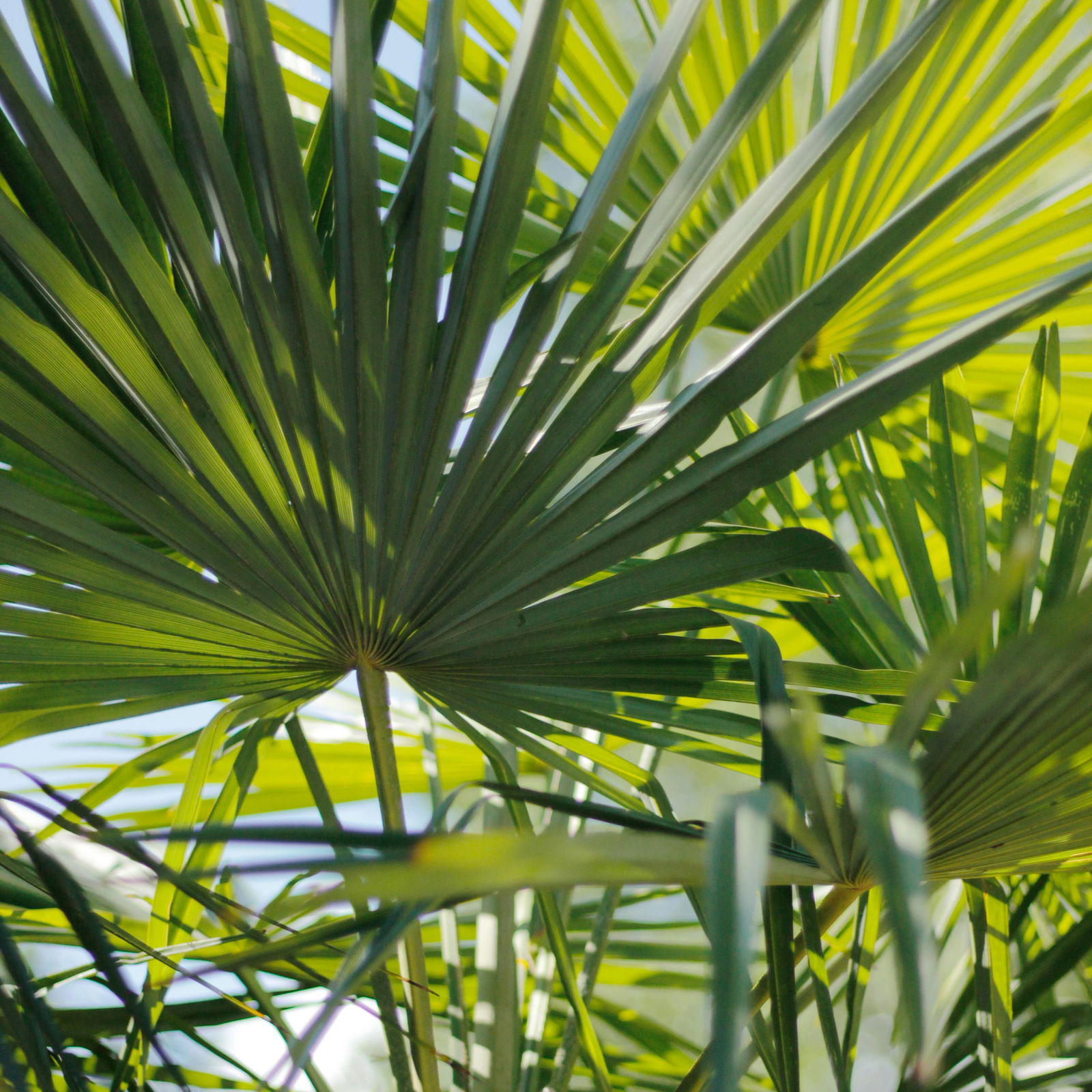 Hanfpalme, Topf-Ø 20 cm, Höhe ca. 60-80 cm