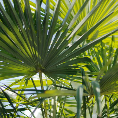 Hanfpalme, Topf-Ø 20 cm, Höhe ca. 60-80 cm