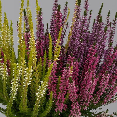 Calluna 'Trio', bunt, Mix nach Verfügbarkeit, Topf-Ø 10,5/11 cm, 6 Pflanzen Calluna 'Trio', bunt, Mix nach Verfügbarkeit, Topf-Ø 10,5/11 cm, 6 Pflanzen
