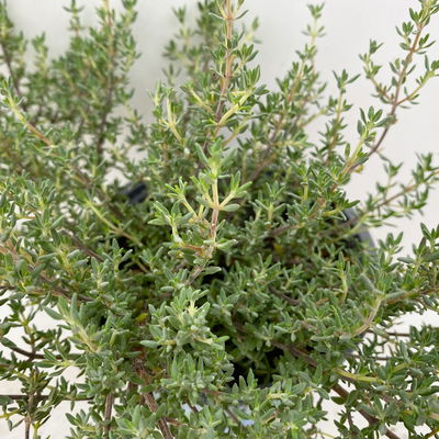 Bio Orangenthymian, Topf-Ø 12cm Bio Orangenthymian, Topf-Ø 12cm