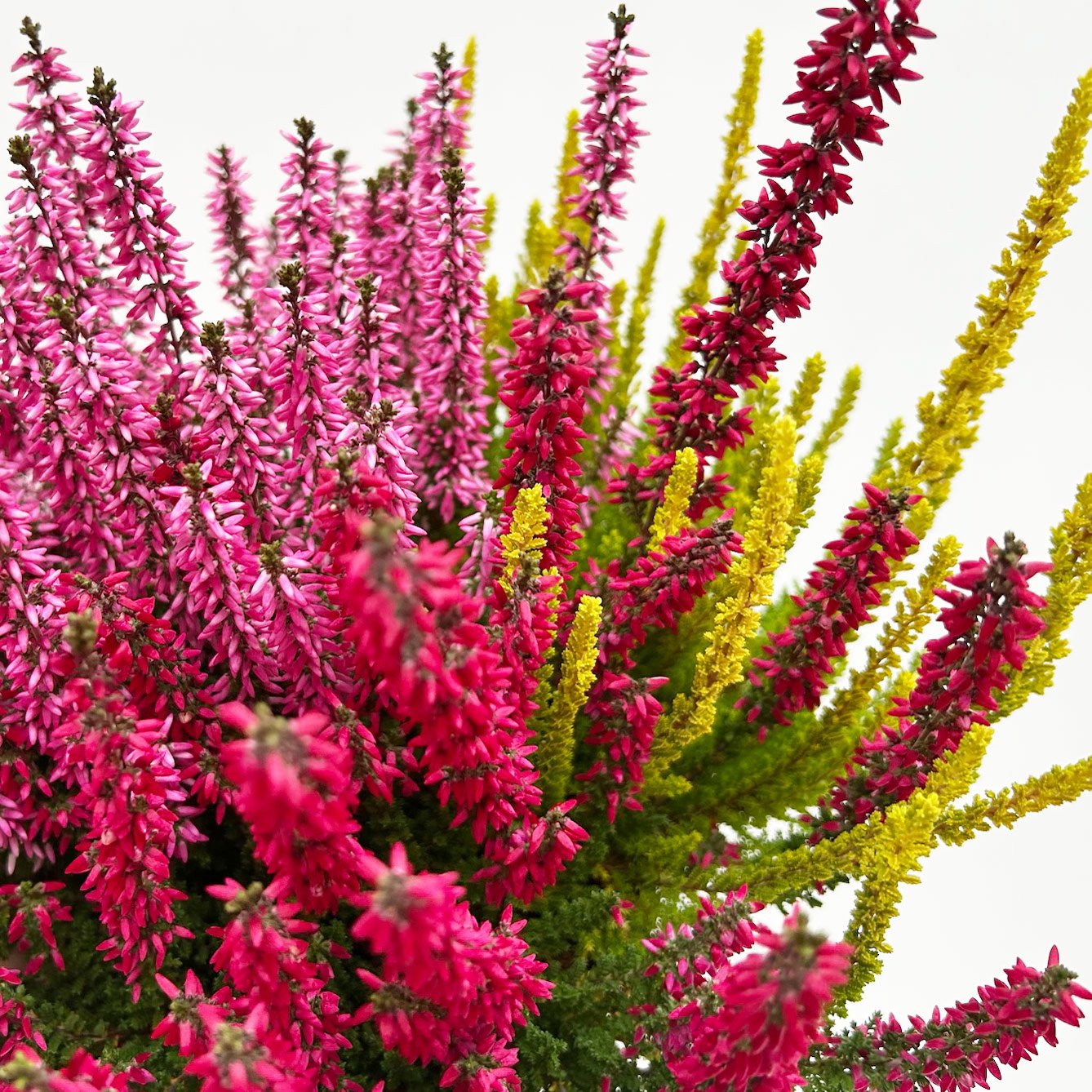 Calluna 'Beauty Ladies® Trio Melody', rot-rosa-gelb, Topf-Ø 13 cm, 6 Pflanzen Calluna 'Beauty Ladies® Trio Melody', rot-rosa-gelb, Topf-Ø 13 cm, 6 Pflanzen