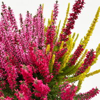 Calluna 'Beauty Ladies® Trio Melody', rot-rosa-gelb, Topf-Ø 13 cm, 6 Pflanzen Calluna 'Beauty Ladies® Trio Melody', rot-rosa-gelb, Topf-Ø 13 cm, 6 Pflanzen