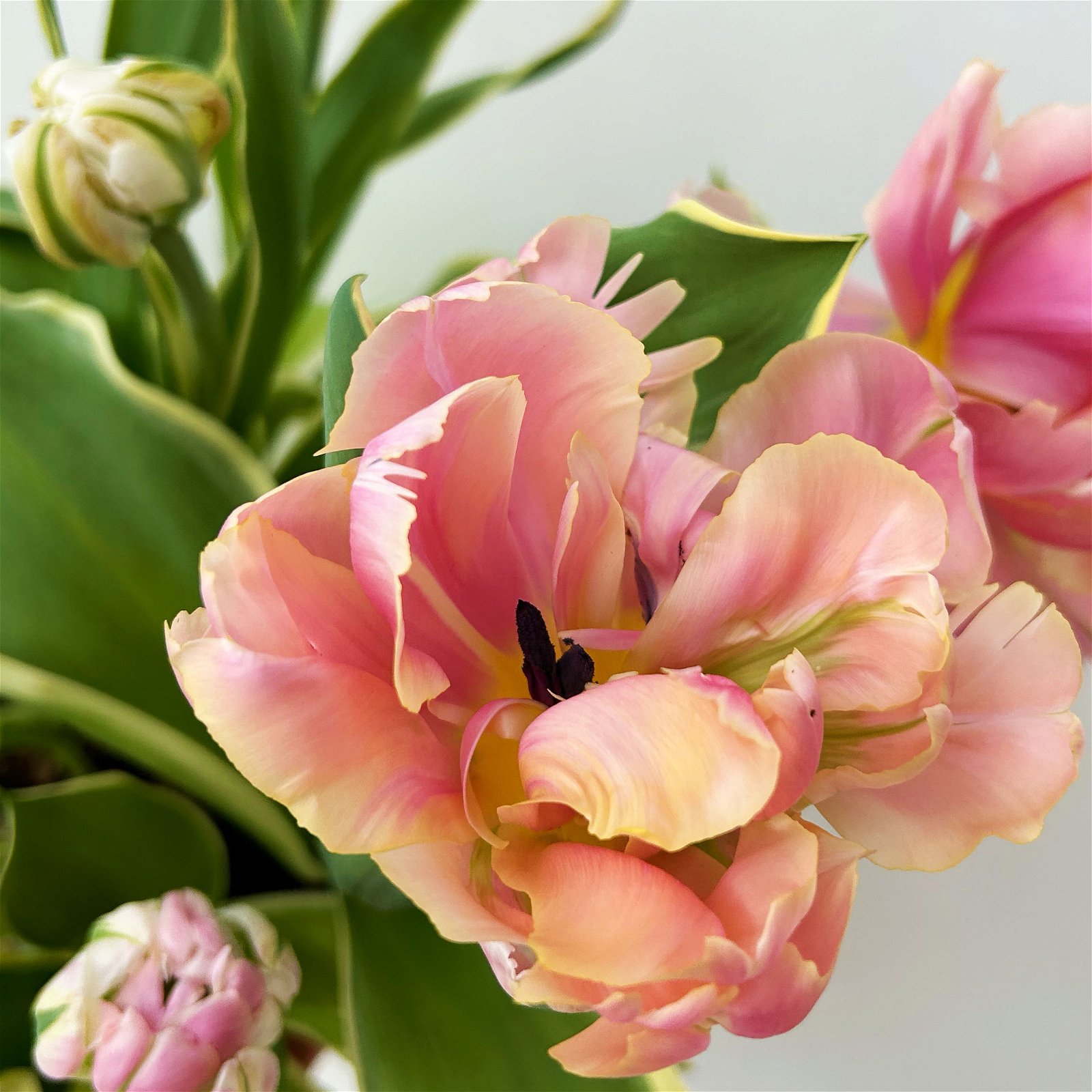 Tulpe rosa, gefüllt, vorgetrieben, Topf-Ø 15 cm, 3er-Set