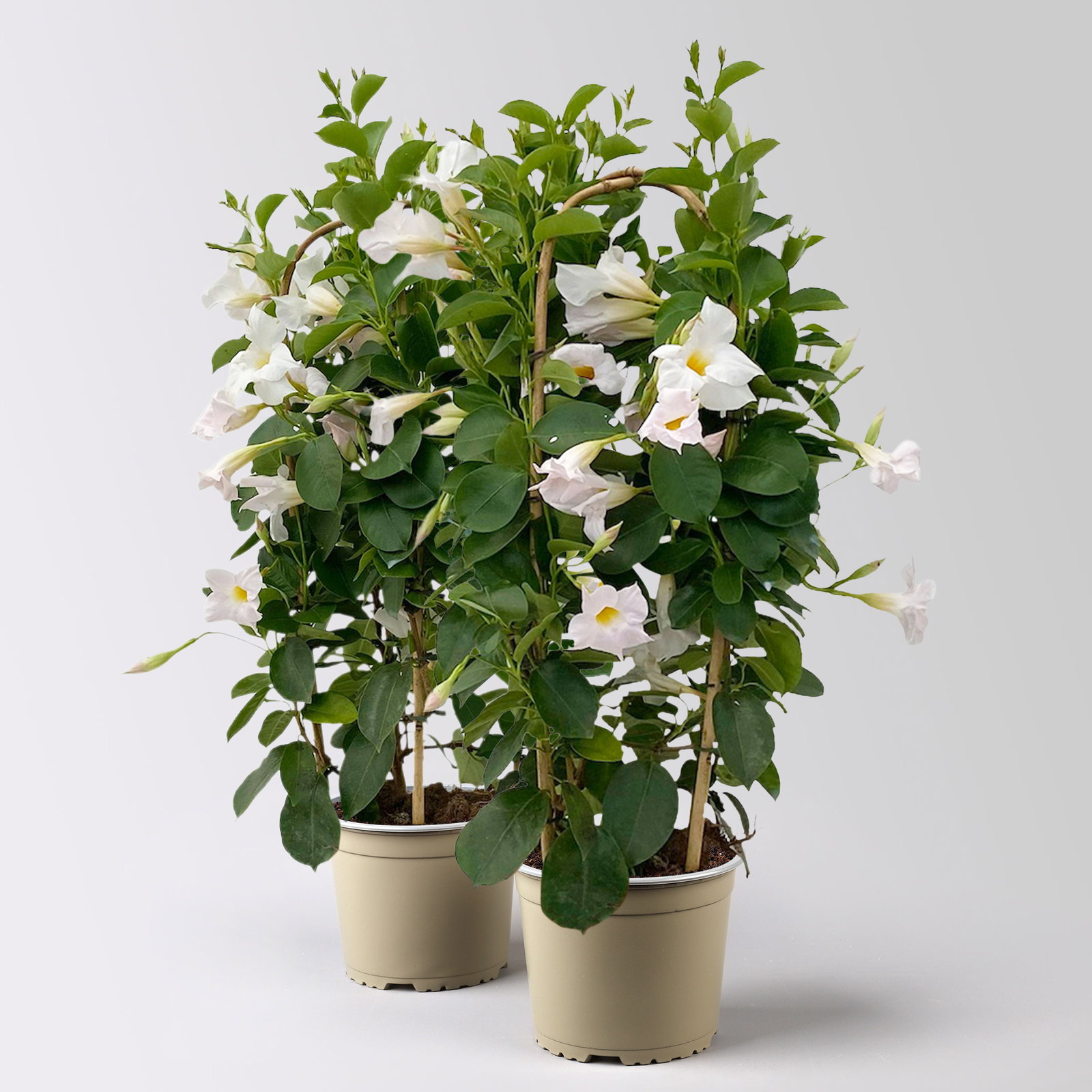 Dipladenie, weiß, Doppelbogen, Topf-Ø 17 cm, 2 Pflanzen