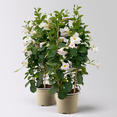 Dipladenie, weiß, Doppelbogen, Topf-Ø 17 cm, 2 Pflanzen