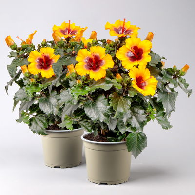 Hibiskus 'Petit Sunrise®' hellorange-dunkelrot , Topf-Ø 13 cm, 2 Pflanzen