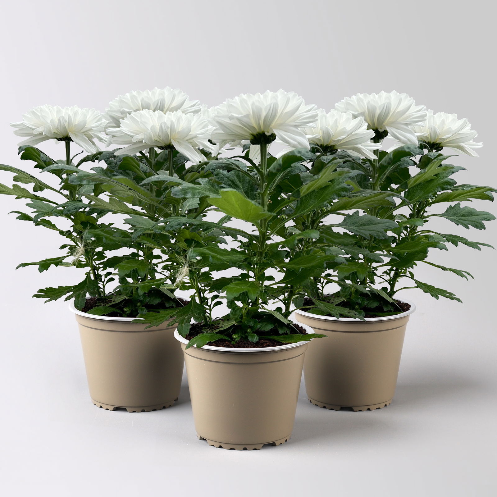 Chrysantheme 'Zembla Next White' weiß, großblumig, Topf-Ø 13 cm, 3er-Set