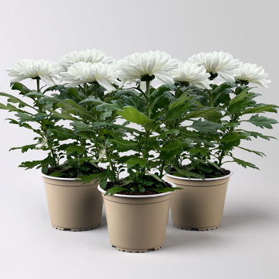 Chrysantheme 'Zembla Next White', weiß, großblumig, Topf-Ø 13 cm, 3 Pflanzen