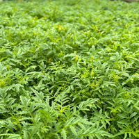 Kölle Bio Gewürztagetes, 12 cm Topf Kölle Bio Gewürztagetes, 12 cm Topf