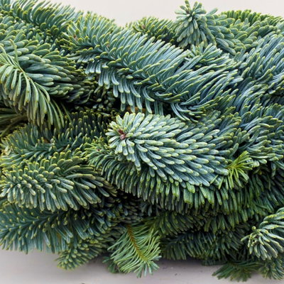 Adventskranz, Nobilistanne, rund gebunden, ca. 50 cm Ø Adventskranz, Nobilistanne, rund gebunden, ca. 50 cm Ø