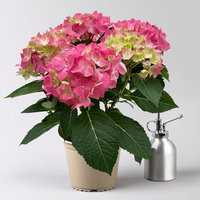 Hortensie 'Everlast Pink', Topf-Ø 14 cm, 2 Pflanzen