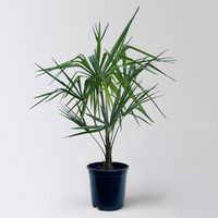 Hanfpalme, Topf-Ø 20 cm, Höhe ca. 60-80 cm